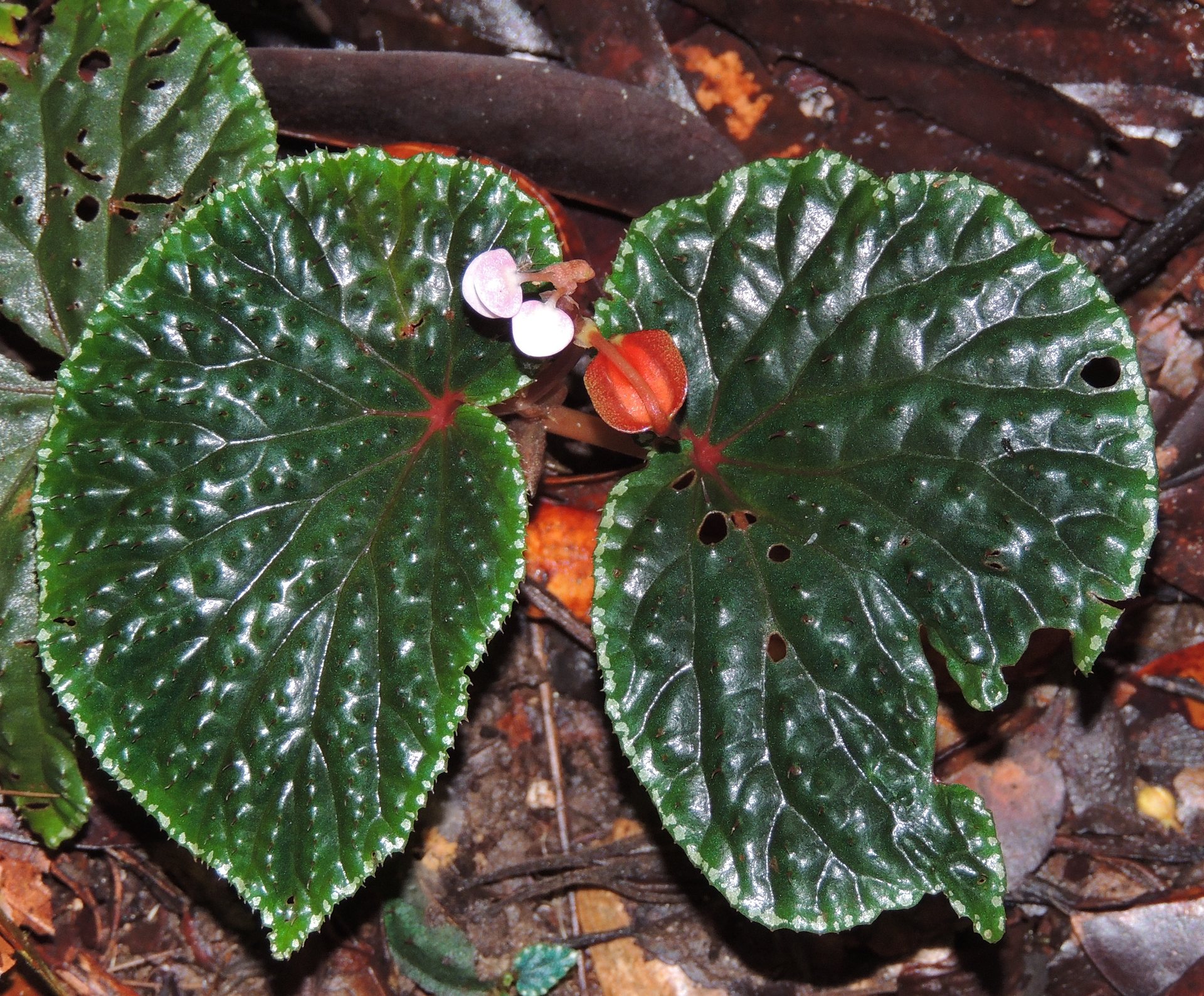 B. ruthiae